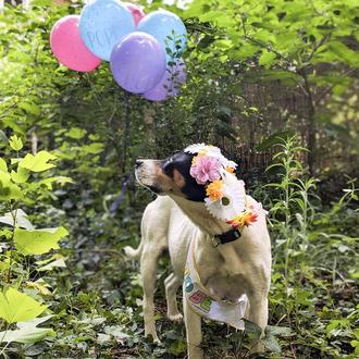 La divina sesión de fotos para una perra preñada, en …