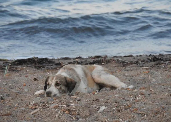 De perra callejera a perro de terapia: la increíble aventura de Blue