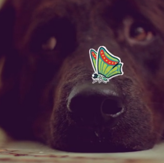 La felicidad compartida de adoptar: la humana y la perruna