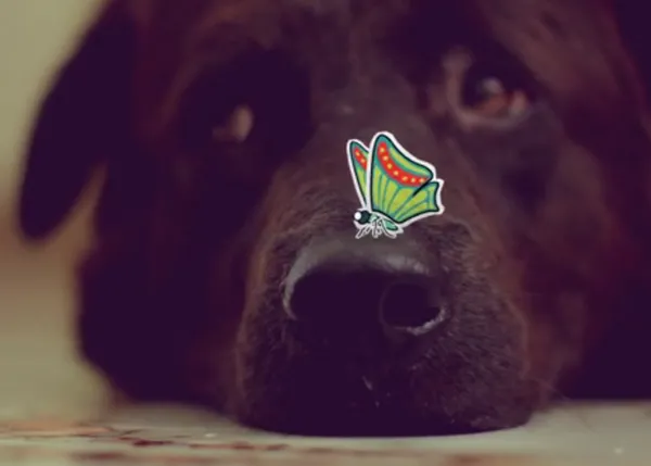 La felicidad compartida de adoptar: la humana y la perruna