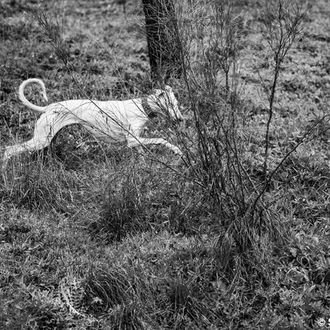 Las principales entidades de protección animal acusan al Gobierno de …