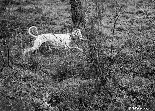 Las principales entidades de protección animal acusan al Gobierno de traicionar a los perros de caza y trabajo #MismosPerrosMismosDerechos