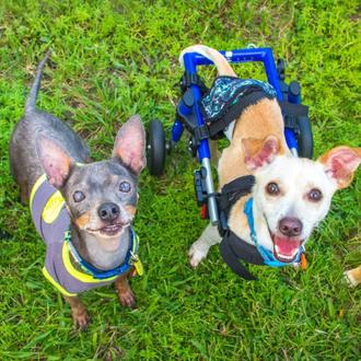 La fabulosa familia de los chihuahuas 