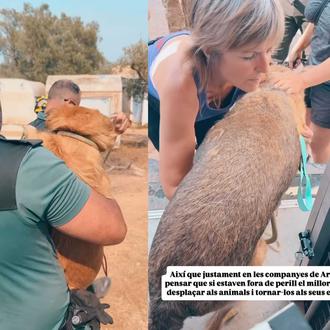 Así fue la operación para rescatar a los perretes de …