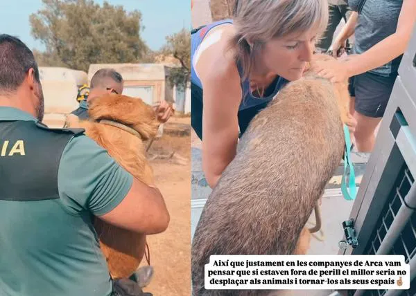 Así fue la operación para rescatar a los perretes de Arca, en Tarragona: el fuego llegó ¡a 50 metros de la protectora!