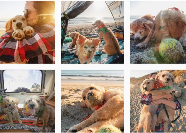 10 cuentas de instagram de perros aventureros, 10 cuentas de instagram que inspiran viajes, sueños, cambios de vida...