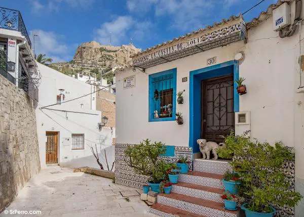 Alicante con perro: canes urbanos, perros en la playa y en los parques, acceso a bares y restaurantes...