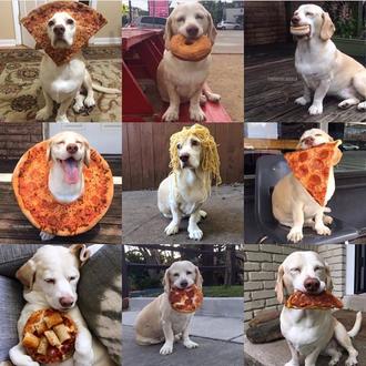 Cómo crear una peluca ecológica para perros y otros momentazos …