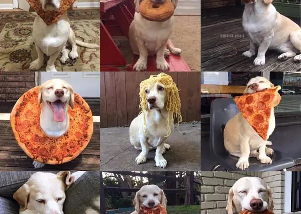 Cómo crear una peluca ecológica para perros y otros momentazos de un Beagle genial