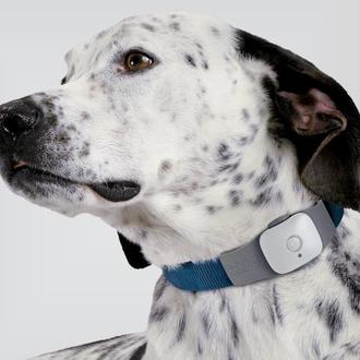 Perros localizados en el móvil: apps y GPS ¿cuánto estás …