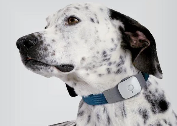 Perros localizados en el móvil: apps y GPS ¿cuánto estás dispuesto a pagar?