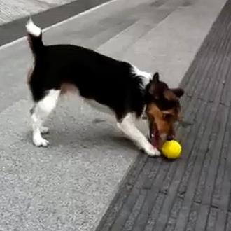 La diversión de dos perros listos, una pelota y unas …