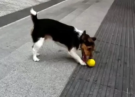 La diversión de dos perros listos, una pelota y unas escaleras