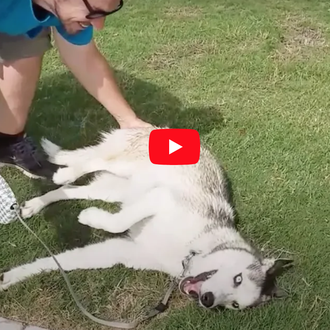 Las épicas rabietas perrunas de un Husky cuando toca irse …
