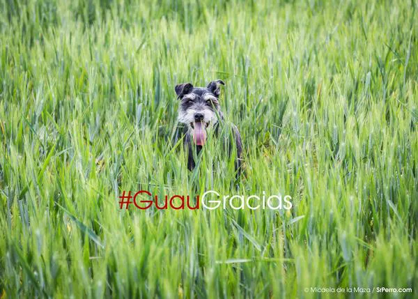 Gracias por... #GuauGracias