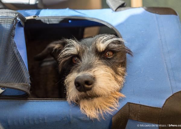 Mejor con perro: en España cada vez viajamos más junto a nuestros canes