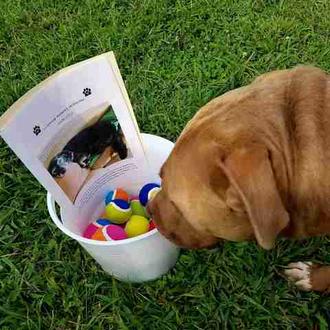 El homenaje perruno de las pelotas de tenis: una fabulosa …