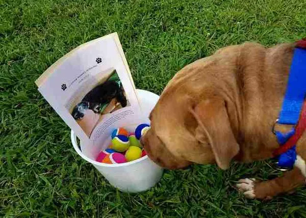 El homenaje perruno de las pelotas de tenis: una fabulosa manera de celebrar la vida de un can