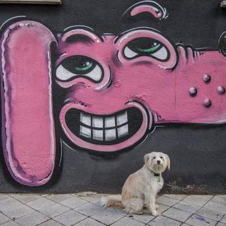 Los test de ADN caninos contra las cacas son caros …
