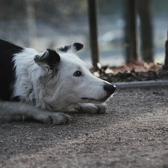 Dogs: un corto celebra los amores perros, las amistades incondicionales