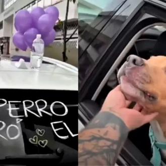 El perrete de Camilo Triana superó el cáncer y así …