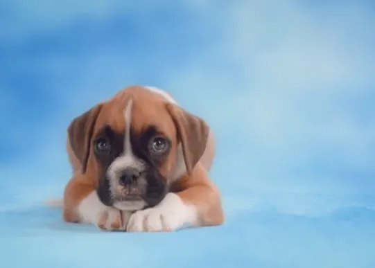 Un vídeo feliz para generar ingresos y ayudar a los canes #sharefordogs