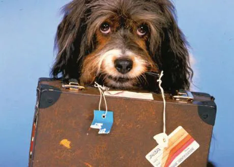 Perros que han hecho historia: la adorable Pippin y su maleta