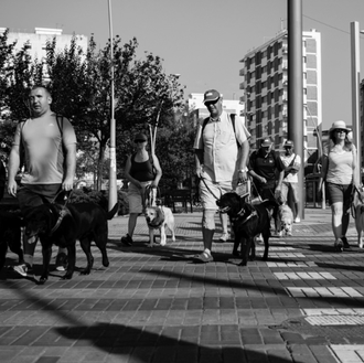 15 peregrinos ciegos y sus perros guía en el Camino …