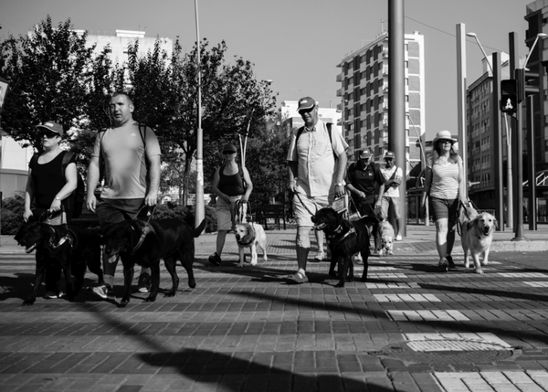 15 peregrinos ciegos y sus perros guía en el Camino de Santiago