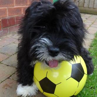 Os presentamos al perro futbolista: el talentoso Alfie, más conocido …