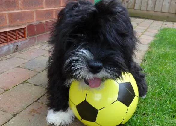 Os presentamos al perro futbolista: el talentoso Alfie, más conocido como 