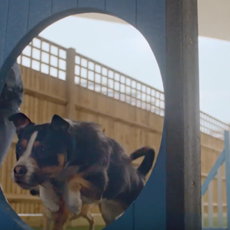 Un impresionante recorrido por los entresijos de Battersea, una gran …