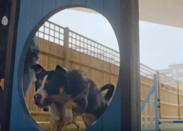 Un impresionante recorrido por los entresijos de Battersea, una gran protectora del UK, a vista de perro... y gato