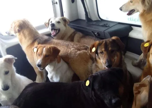 Rescatan a decenas de perros de la calle en Tánger para evitar que los maten por la visita de la FIFA