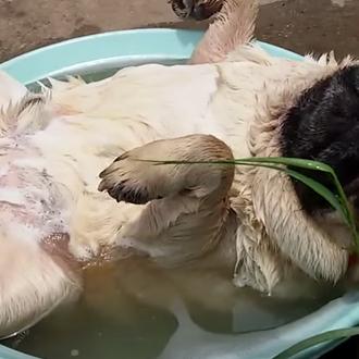 Las vaCANciones de verano, especial Carlinos