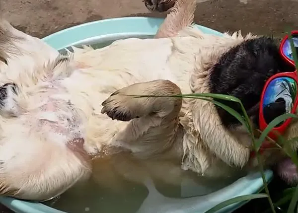 Las vaCANciones de verano, especial Carlinos