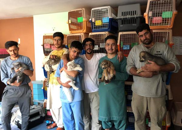 También los perros intentan salir de Afganistán: una pequeña protectora de Kabul organiza la evacuación de cientos de animales