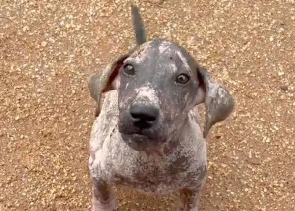 El baile de un cachorro que está aprendiendo a ser feliz, a ser un perro querido, tras ser rescatado casi moribundo