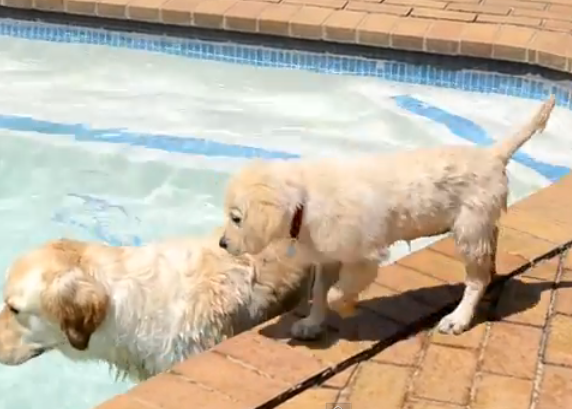 Al agua, cachorritos: o cómo aprender a nadar en dos minutos