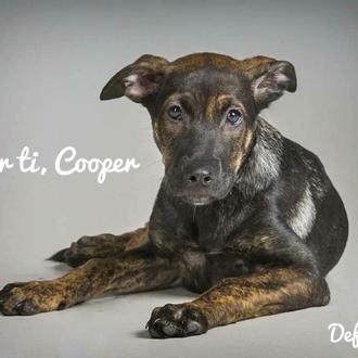 El juicio de Cooper, un cachorro adoptado y luego maltratado …