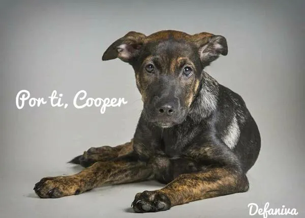 El juicio de Cooper, un cachorro adoptado y luego maltratado hasta la muerte y más allá, se celebra hoy