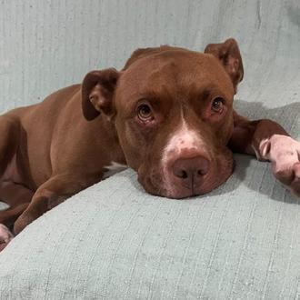 La injusticia de ser PPP -perro potencialmente peligroso- en España …