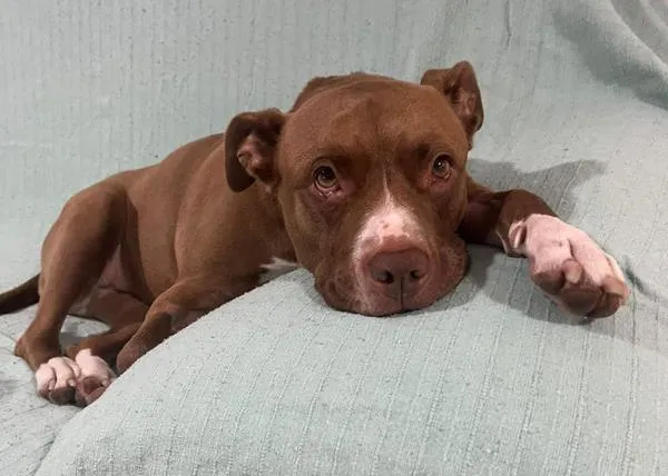 La injusticia de ser PPP -perro potencialmente peligroso- en España: una familia denuncia grandes trabas para su perra, enferma