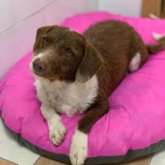 Lolo, el perro que ha sido rechazado por una adoptante …