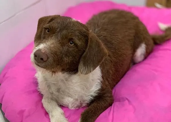 Lolo, el perro que ha sido rechazado por una adoptante en potencia por 
