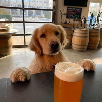 Los perros repartidores de cervezas, dobles alegrías en tiempo de …