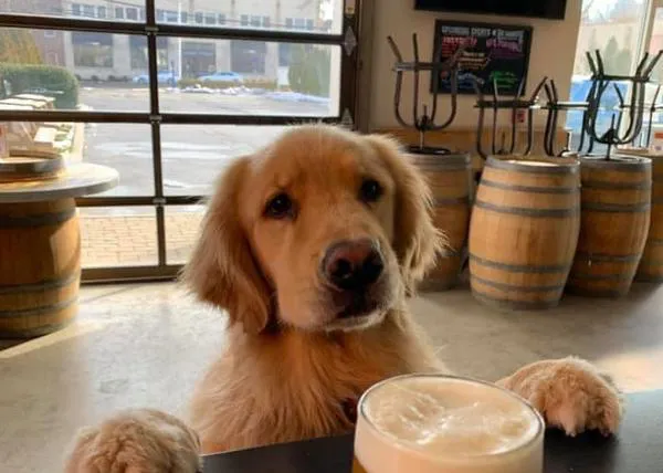 Los perros repartidores de cervezas, dobles alegrías en tiempo de coronavirus