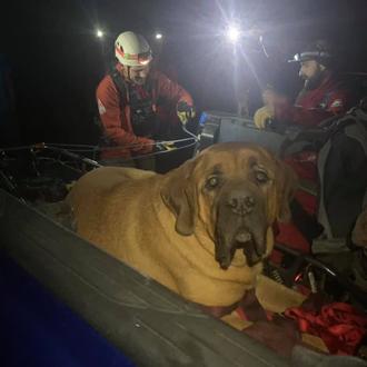 Un Mastín de 86 kilos que se lastimó las patas …