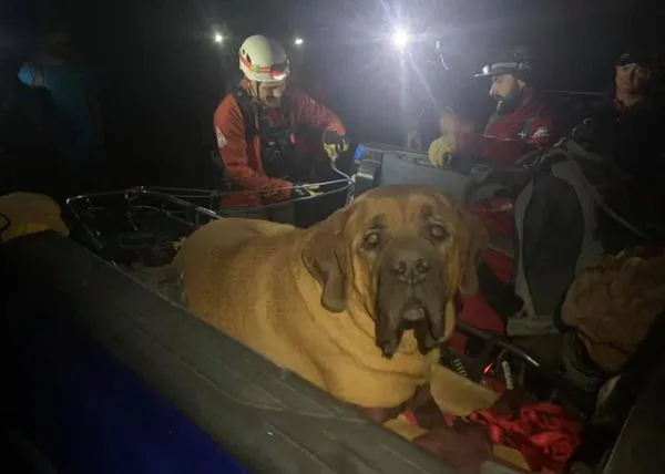 Un Mastín de 86 kilos que se lastimó las patas en una ruta de montaña, rescatado por un equipo de voluntarios 