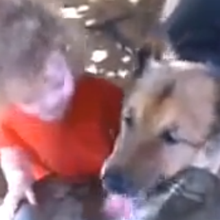 Un perro y un niño pequeño tratan de compartir el …